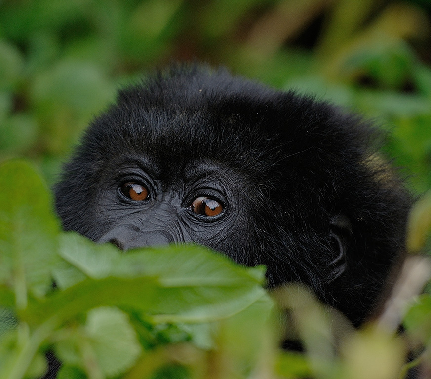 3-Day Gorilla Trekking in Bwindi
