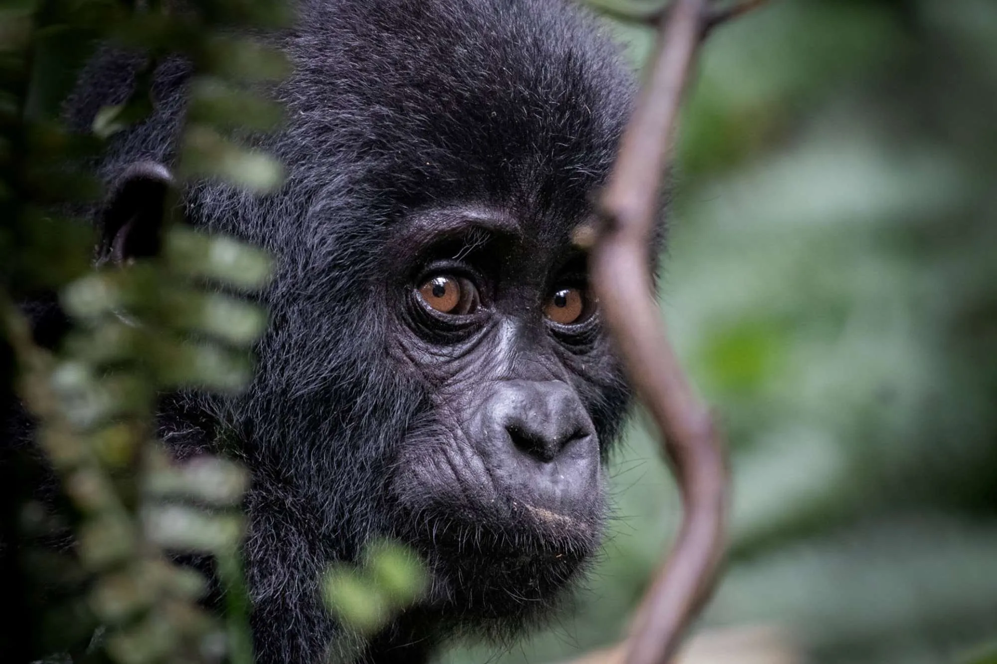 Bwindi Impenetrable National Park