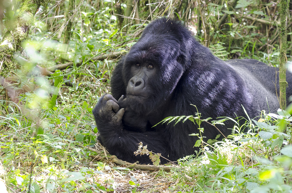 Mgahinga Gorilla National Park