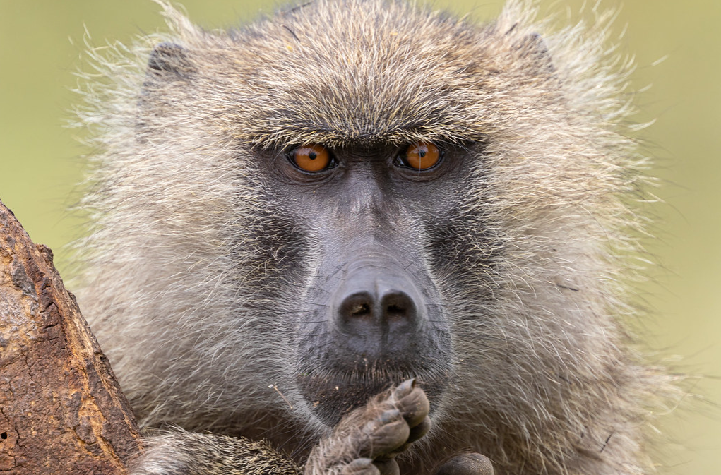 Lake Manyara National Park