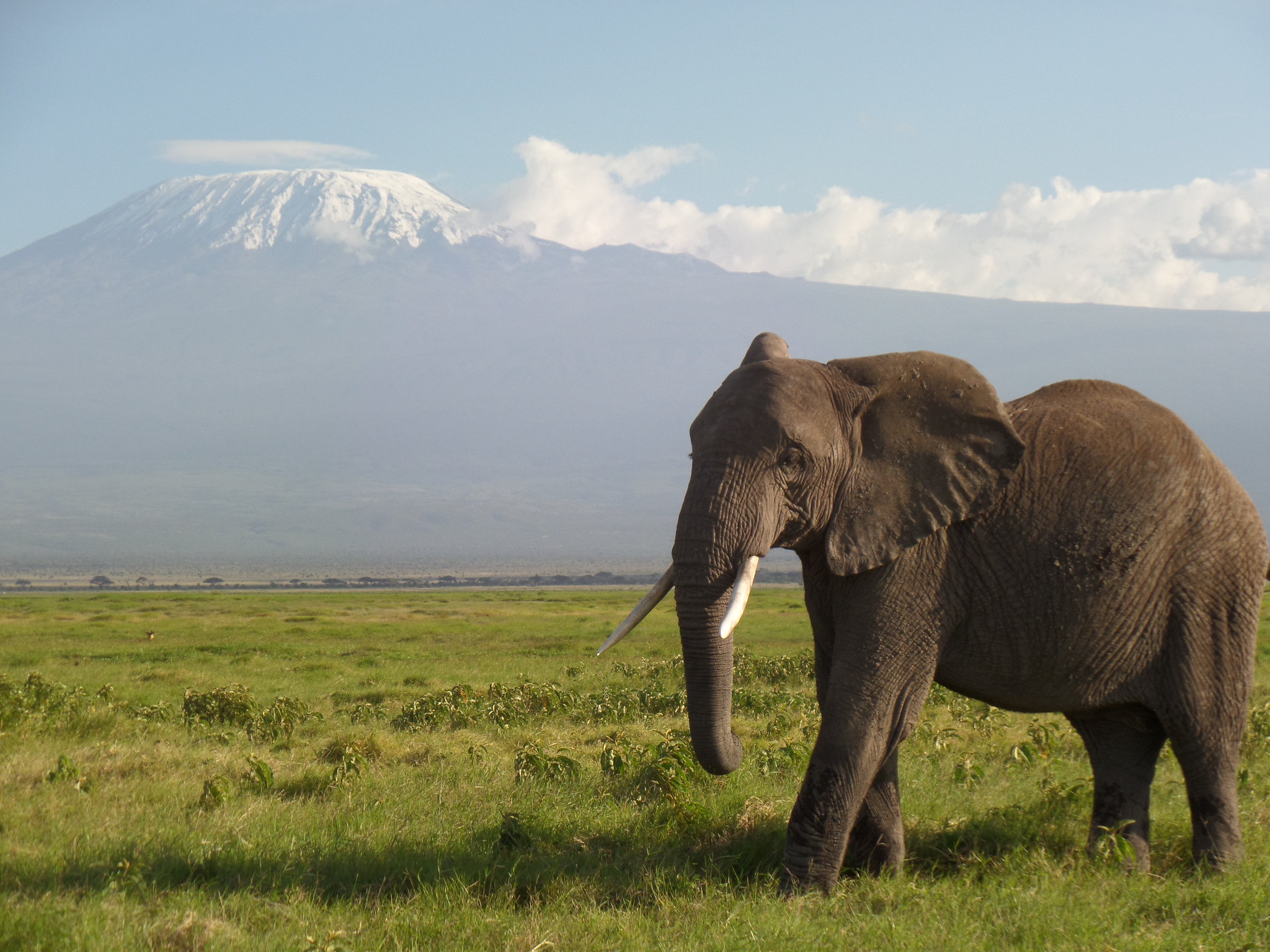 Amboseli National Park