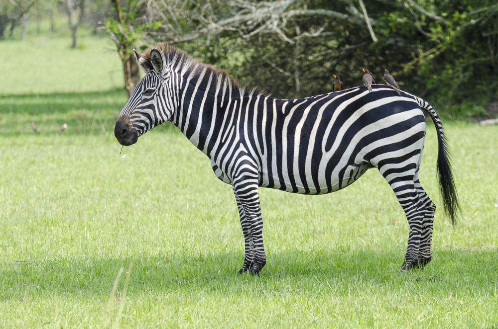 Lake Mburo National Park