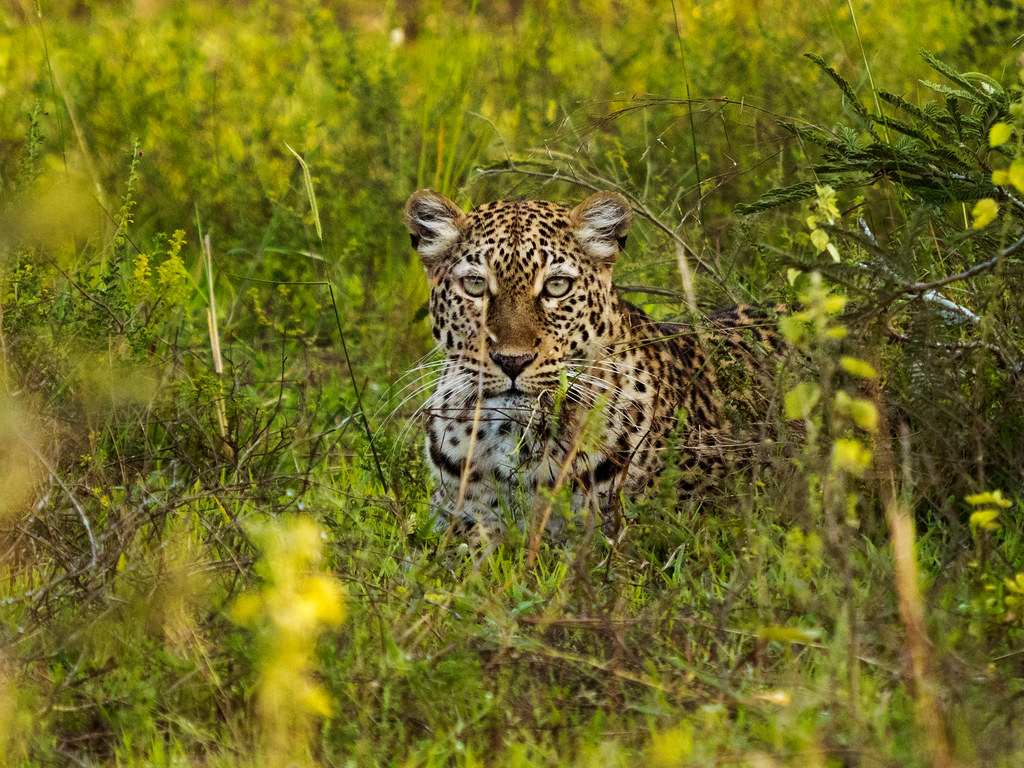 Akagera National Park