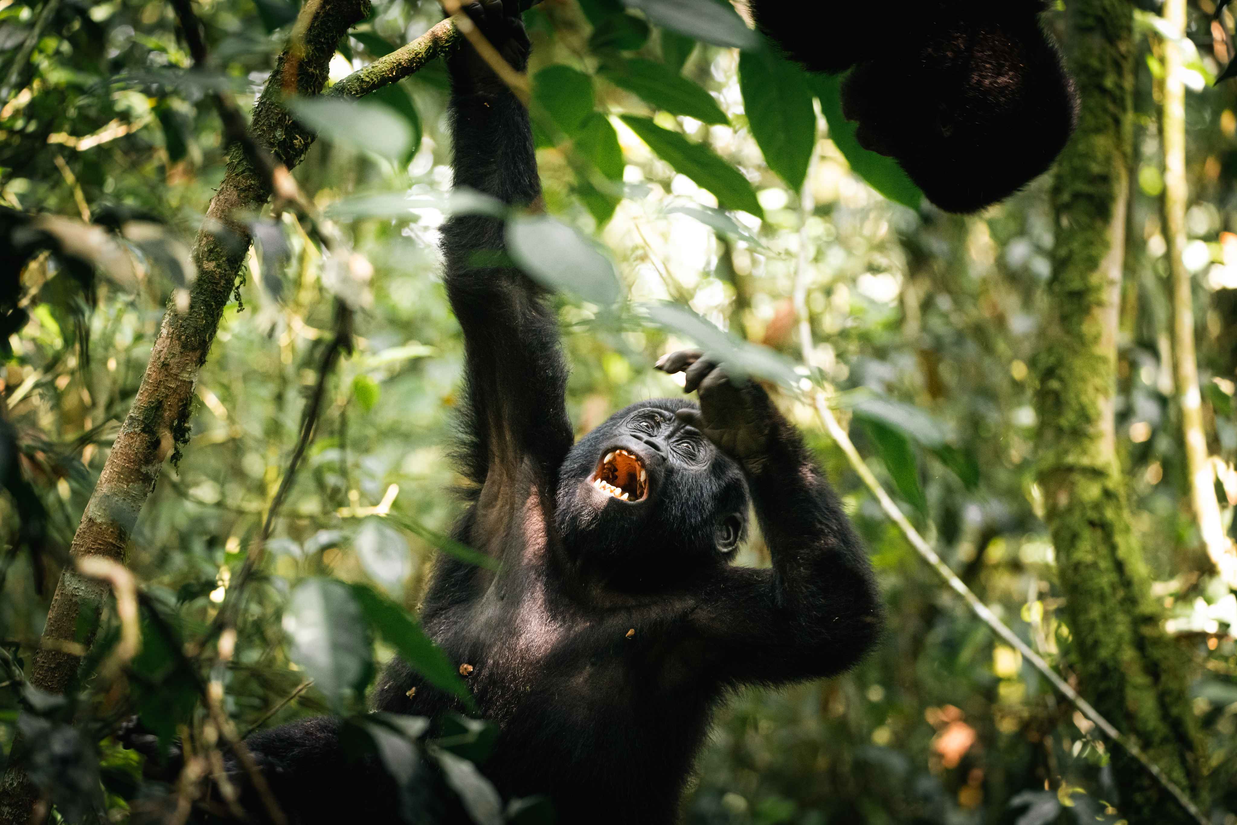 Kibale National Park