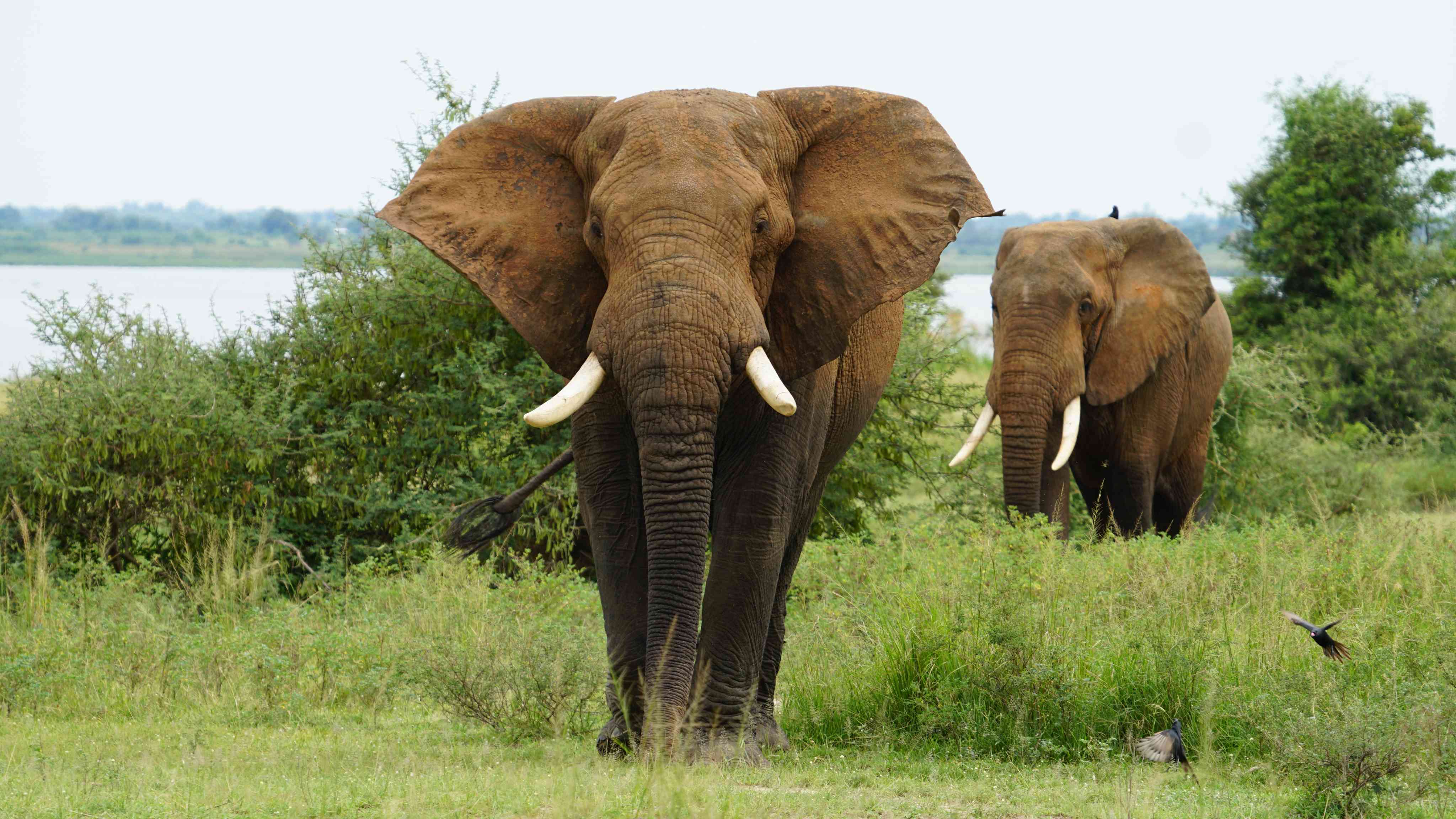 12-Day Pearl of Africa & Rwanda Gorillas Circuit